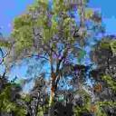 GALINDO TREE CARE - Updated May 2024 - 21 Photos & 58 Reviews ...