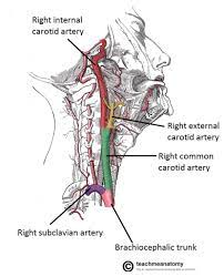 Carotid arteries are located in the anterior of the neck, on either side. Major Arteries Of The Head And Neck Carotid Teachmeanatomy