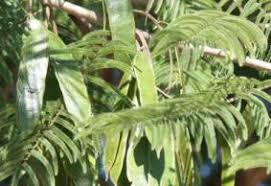 Image result for Acacia polyacantha