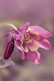 Aquilegia Vulgaris Beautiful Flowers Amazing Flowers Flowers