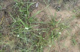 Image result for Cyperus dubius