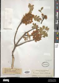 Image result for Ptaeroxylon obliquum