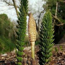 Image result for Equisetum ramosissimum