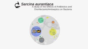 A synthesizer of microbial cellulose. Sarcina Aurantiaca By Katie Holtsclaw