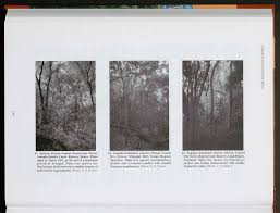 Image result for Commiphora fulvotomentosa