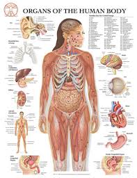 Human Organ Chart An Introduction To The Human Body System