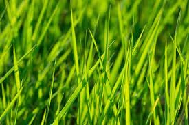 Spring Lawn Care Tips | 5 Spring Lawn Maintenance Tips from Swingle