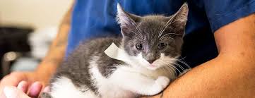 By having companion cats spayed at young ages, they are unable to become pregnant. Aspca Spay Neuter Clinic For Rescue Professionals Aspca