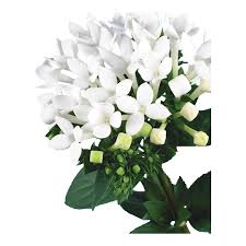 Image result for Bouvardia