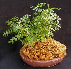 Image result for Zanthoxylum capense