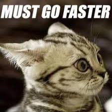 Image result for lolcats