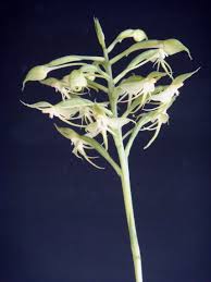 Image result for Habenaria arianae