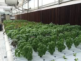 After each crop your nft channels should be cleaned to prevent any pathogens moving on to your next crop. The Impact Of Transplanting Times Light Exposure On Hydroponic Crop Production Hort Americas