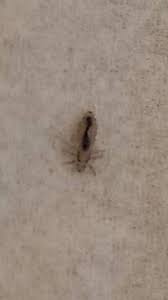 Aber keine stacheln im eigentlichen sinne. Insekten Im Bett Und Auf Kopfhaut Bettwanzen