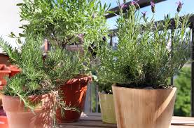 Endlos lange, lilafarbene felder, die einen wunderbaren duft verströmen: Lavendel Pflege Auf Dem Balkon So Gedeiht Er Prachtig