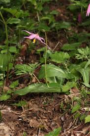 Image result for Erythrocephalum longifolium