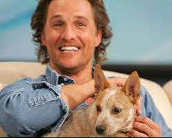 Australian Cattle Dog Owners Sharing Photos and Experiences