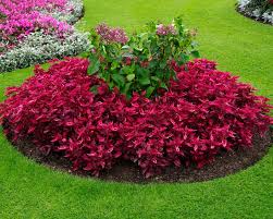 Image result for Iresine herbstii