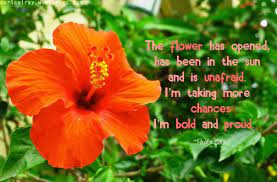 Gumamela Flower Quotes Flowers Gumamela