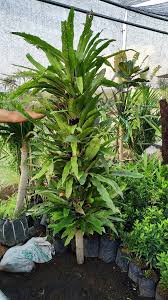 Kadaka Atau Asplenium Nidus Ditempatkan Individual Maupun Sebagai Kelompok Tetap Membuat Cantik Suasana Asal Ingat Ya Si Taman Vertikal Menanam Tanaman