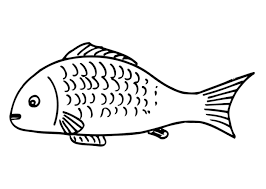 Fisch Malvorlage Zum Ausdrucken Coloring And Malvorlagan