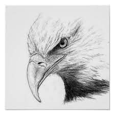 Eagle Sketch Poster Zazzlecom In 2021 Eagle Drawing Eagle Sketch Fly Drawing
