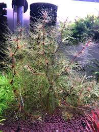 Image result for Eleocharis naumanniana