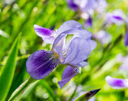 You can obtain iris seeds at your local nursery or harvest them from seed pods. Iris Planting And Caring For This Flower