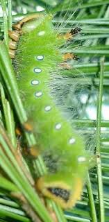 In fact, the majority of the some insects are naturally confined by environment, weather, mating habits, food resources and the. Green Imperial Moth Caterpillar Eacles Imperialis Bugguide Net