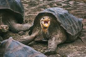 Hashtag Santacruzisland En Instagram Fotos Y Videos Animals Santa Cruz Island Galapagos Islands
