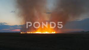 Strong Fire Burning In Wheat Field After Harvest In Sunset Time Stock Footage Ad Wheat Field Burning Strong Wheat Fields Wheat Harvest