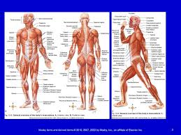Human body muscle system, the muscles of the human body that work the skeletal system, that are under voluntary control, and that are concerned with movement, posture, and balance. Chapter 10 Anatomy Of The Muscular System Ppt Download