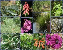 Image result for Searsia refracta