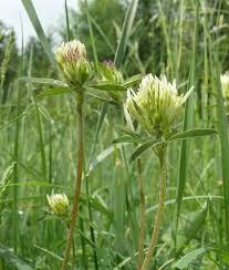 Image result for Trifolium squarrosum