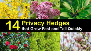 This solid green shrub can be used as a hedge or to create a tall privacy screen. 14 Privacy Hedges That Grow Fast And Tall Quickly