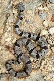 Crotalus Lepidus Klauberi Banded Rock Rattlesnake In Habitat Santa Rita Mountains Coronado National Forest Santa Cruz County Arizona Scary Snakes Beautiful Snakes Rattlesnake