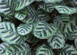 Calathea are gorgeous houseplants, but they need a little extra love and tenderness. Caring For Calathea Osera
