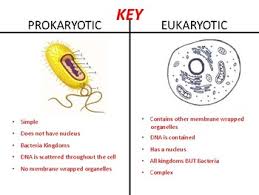 Prokaryotic Vs Eukaryotic T Chart Cut Paste