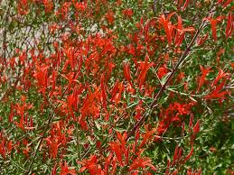 Image result for Anisacanthus