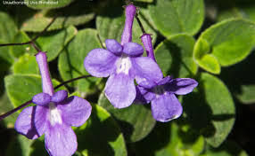 Image result for Streptocarpus kamerunensis