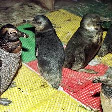 Maybe you would like to learn more about one of these? Happy Penguin Awareness Day Don T Knit Them Any More Sweaters Vox