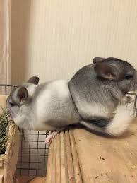 More images for baby cute chinchilla » Chinchillas