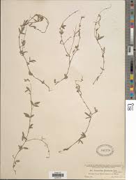 Image result for Desmodium scorpiurus