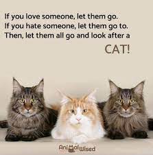 Über 4.500 baumaschinen sofort verfügbar. Choosing Friends Quotes Tumblr 65 Cute Quotes About Cats Dogtrainingobedienceschool Com