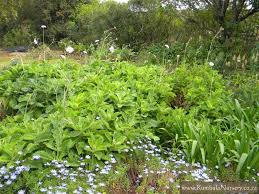 Image result for Odontosoria africana