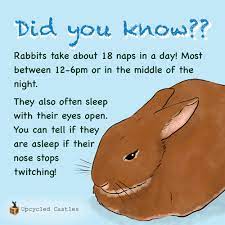 Did You Know Rabbits Love To Sleep Upcycled Castles Facebook