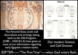 Mitosis Cell Division Cell Division Mitosis Creation Myth