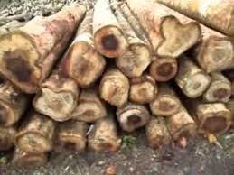 Anda mungkin sudah sangat familiar dengan kayu jati. Jual Log Kayu Jati Tectona Grandis Youtube