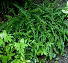 Image result for Hypolepis sparsisora