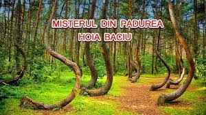 Padurea hoia baciu avea o reputaţie bine cunoscuta ca fiind un hotspot pentru activitatile paranormale, aceasta fiind una dintre principalele motive pentru motivatia lui. Misterul Din Padurea Hoia Baciu Romania Documentar Ro Youtube